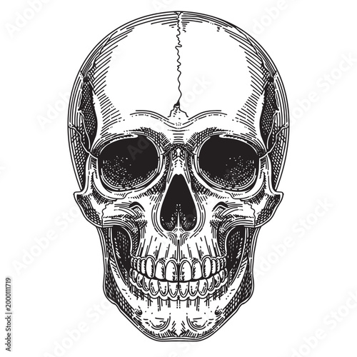 vintage-human-skull-engraving-line-art-black-white
