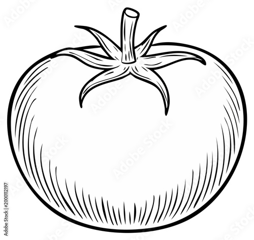 Illustration of a ripe tomato with detailed lines