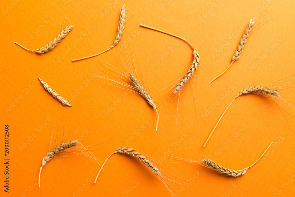 Obraz premium Sheaf of wheat ears close up and seeds on colored background. Natural cereal plant, harvest time concept. Top view, flat lay. world wheat crisis