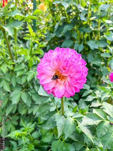 Pink Dahlia with Bee