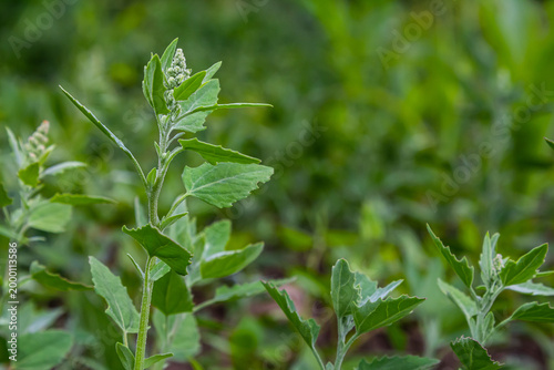Chenopodium album, edible plant, common names include lamb's quarters, melde, goosefoot, white goosefoot, wild spinach, bathua and fat-hen
