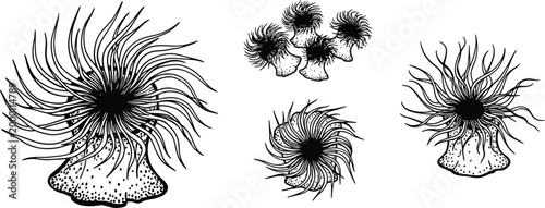 Black and white sea anemone illustrations, marine life vector set, ocean creatures, underwater animals
