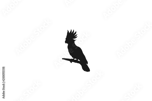 Cockatoo parrot silhouette perched on a branch on white