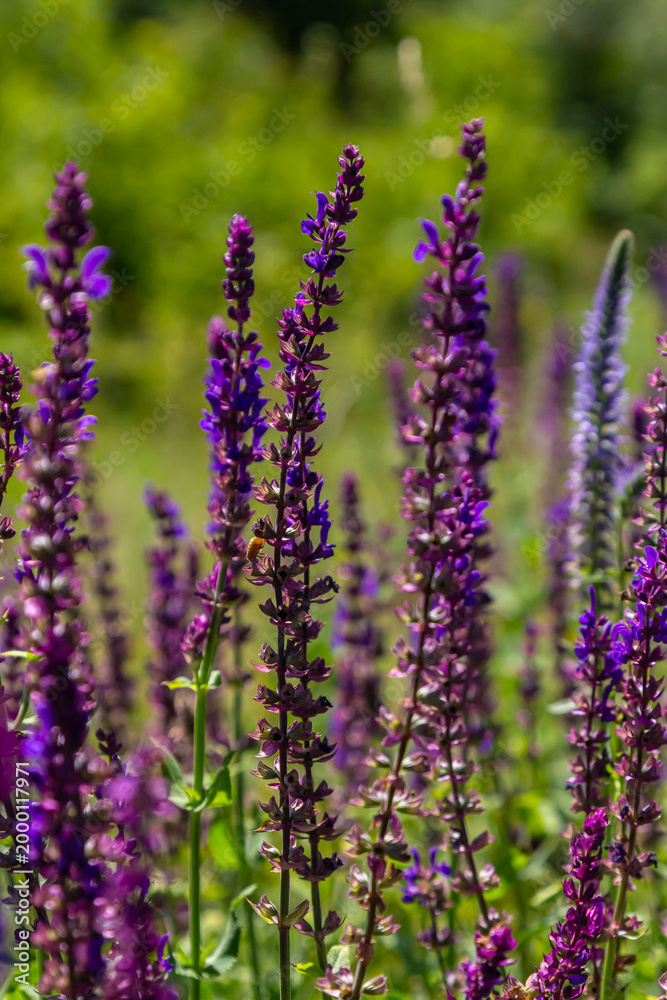Obraz premium Salvia nemorosa, forest sage, beautiful bright color, violet blue flowers in bloom, muscadine flowering ornamental plants in the garden