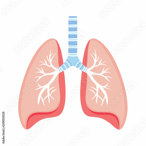 Illustration of Human Lungs and Trachea