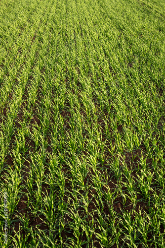 Lush green farmland. Vivid young wheat plants arranged in symmetrical rows under soft sunlight during early spring
