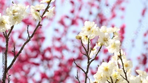 White Plum Blossoms With Pink Flower Bokeh Background