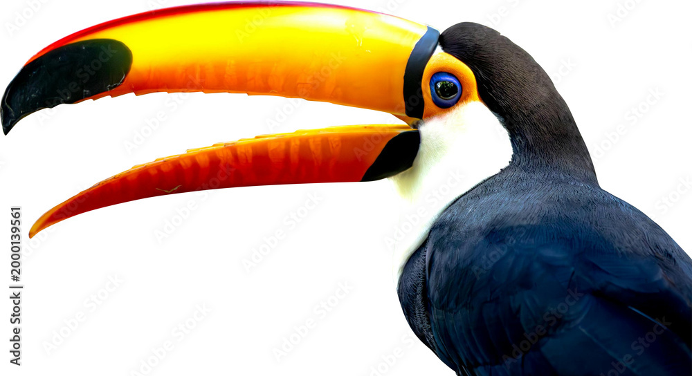 Obraz premium Toucan Without Background