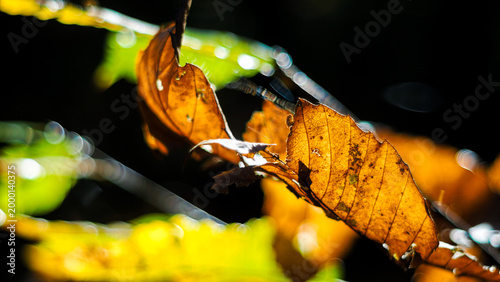Tableau sur toile Macro de feuilles d'arbre et de fougère sauvages