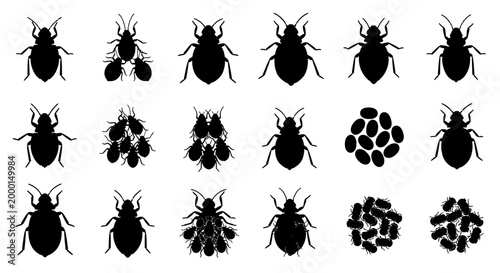Photos Collection of black bed bug silhouettes in various poses and clusters on white b