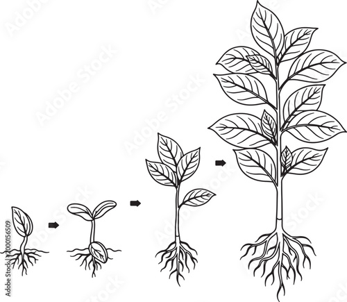 Sequential stages of plant growth, from seedling to tree with roots also transparent background sapling