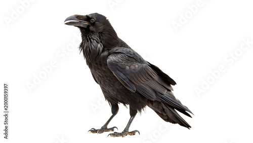 Foto raven crow standing isolated on transparent background