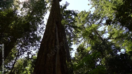 Redwood National Park Dark during daytime in Lady Bird Johnson Grove California USA World Heritage Site
