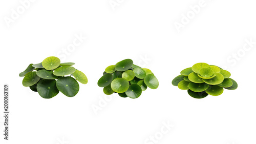 Pilea plant isolated for indoor botanical decor and houseplant concept.