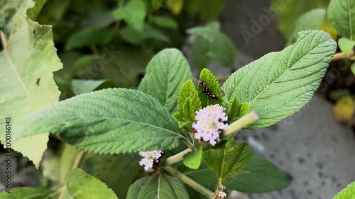 Small insect on a flowering plant with green leaves wildlife creature