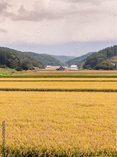 Golden rice fields and rural farmhouses in the countryside of Biei, Hokkaido, Japan.