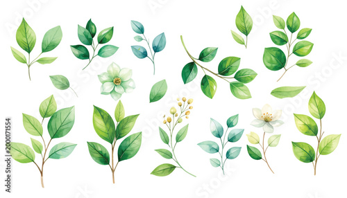 set of watercolor green leaf and white flower collection,