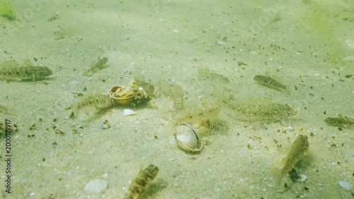 Group of young, small Black Goby (Gobius niger) scurry around mollusc shells on sandy seabed in shallow water, tearing them apart and raising clouds of sand. Scene of marine life in coastal water