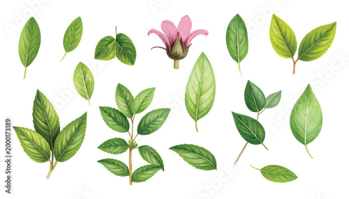 A collection of fresh green leaves isolated on a white background showing natural plant beauty