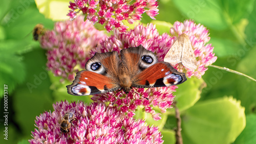 Cuadro en lienzo Peacock butterfly (Aglais io) and small moth feeding together on pink Sedum flowers