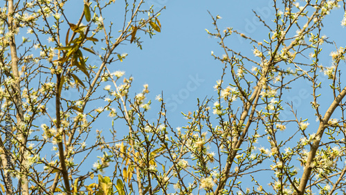 Fotografi Low Angle View of Spring Tree Branches with Small White Blossoms Against a Clear