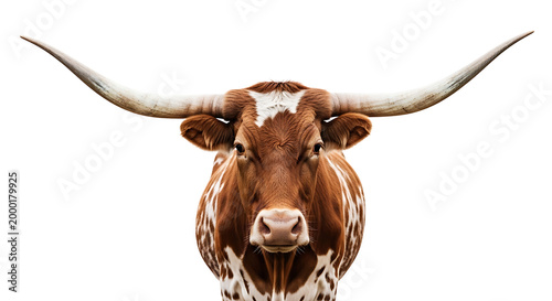 Close up of a longhorn cattle head isolated on transparent background
