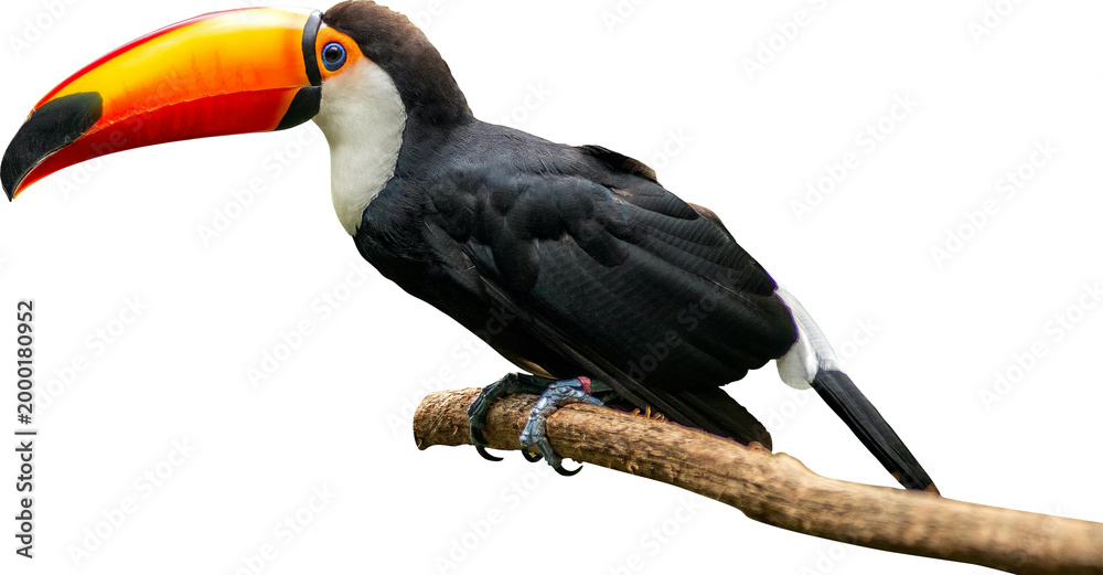 Fototapeta premium Toucan Isolated On Transparent Background