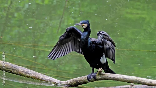 The great cormorant, Phalacrocorax carbo known as the great black cormorant across the Northern Hemisphere, the black cormorant in Australia and the black shag further south in New Zealand