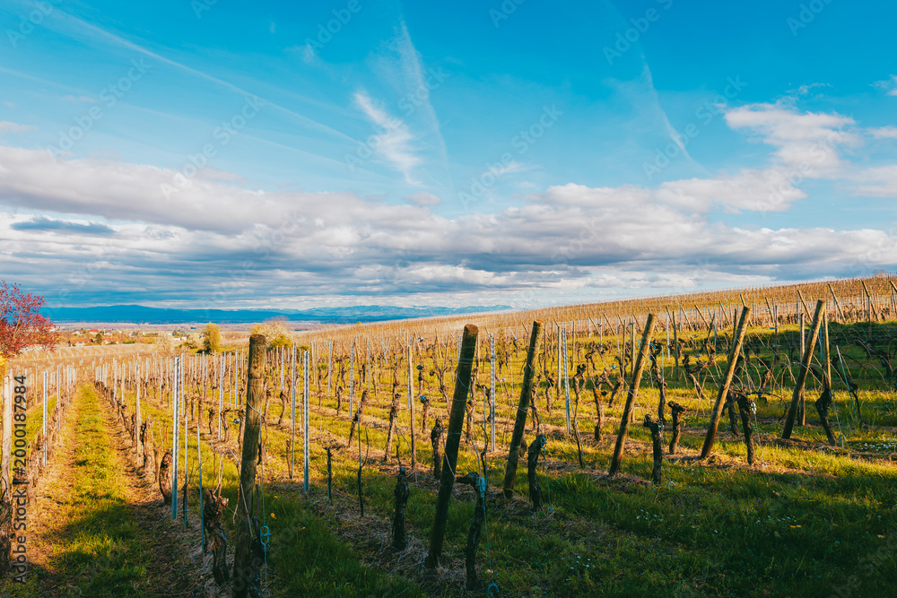 Obraz premium Lush Alsace vineyard with green leaves in afternoon spring light in Alsace Wine Region