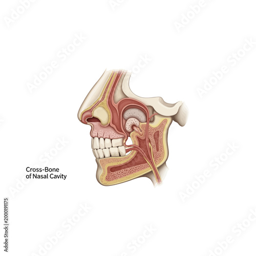 Anatomical diagram of human nasal cavity and oral structure with dentistry