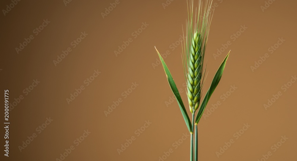 Obraz premium Single green ear of wheat standing against a warm tan background for organic bakery branding, artisanal flour packaging and natural food product design with copy space