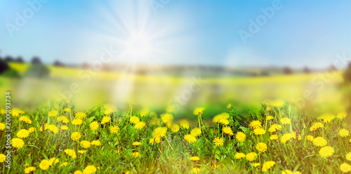 Nature background with blossoming dandelions . Dandelions flowers blossoms in sunlight