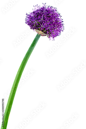 Allium giganteum purple flower isolated on white background.