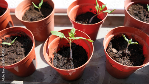 Close-up of Healthy Young Tomato Seedlings Sprouting in Red Plastic Pots on Sunlit Windowsill