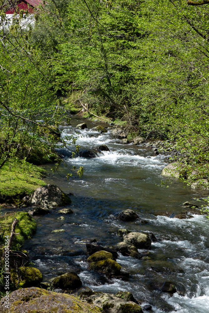 Fototapeta premium Fast flowing mountain river through a green spring forest