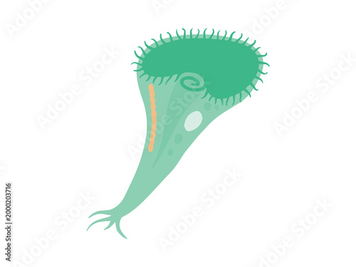 Stentor Protozoa Illustration