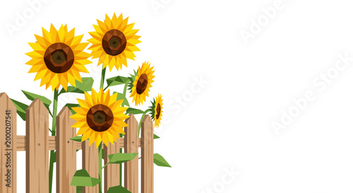 Vibrant sunflowers blooming beside a rustic wooden fence against a white background, showcasing bright yellow petals and green leaves in a minimalist composition
