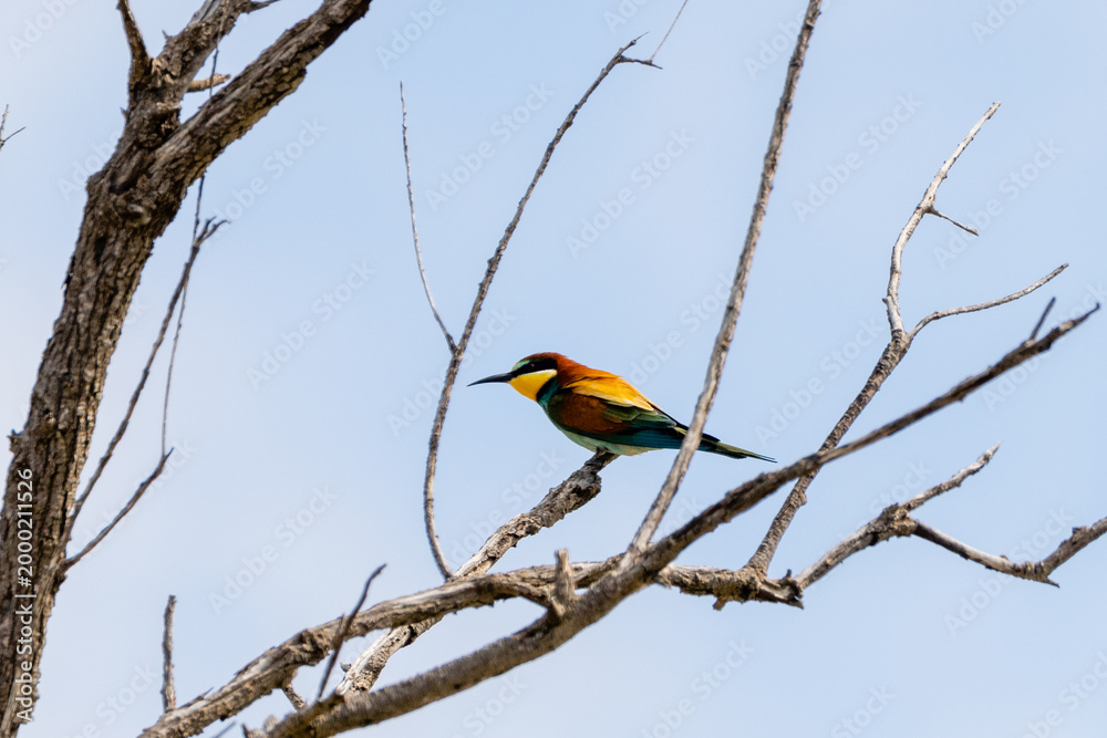 Obraz premium European bee-eater perched on branch in Tunisia -April 24, 2026