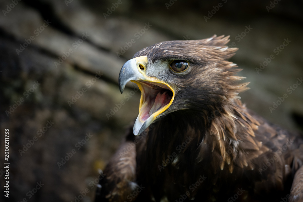 Fototapeta premium A golden eagle with its beak open, possibly calling out or defending its territory. The majestic bird of prey is captured in a close-up shot, highlighting its sharp features and intense gaze.