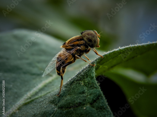 Bild auf Leinwand Macro of a Syrphid fly on a plant leaf, insect wildlife photography
