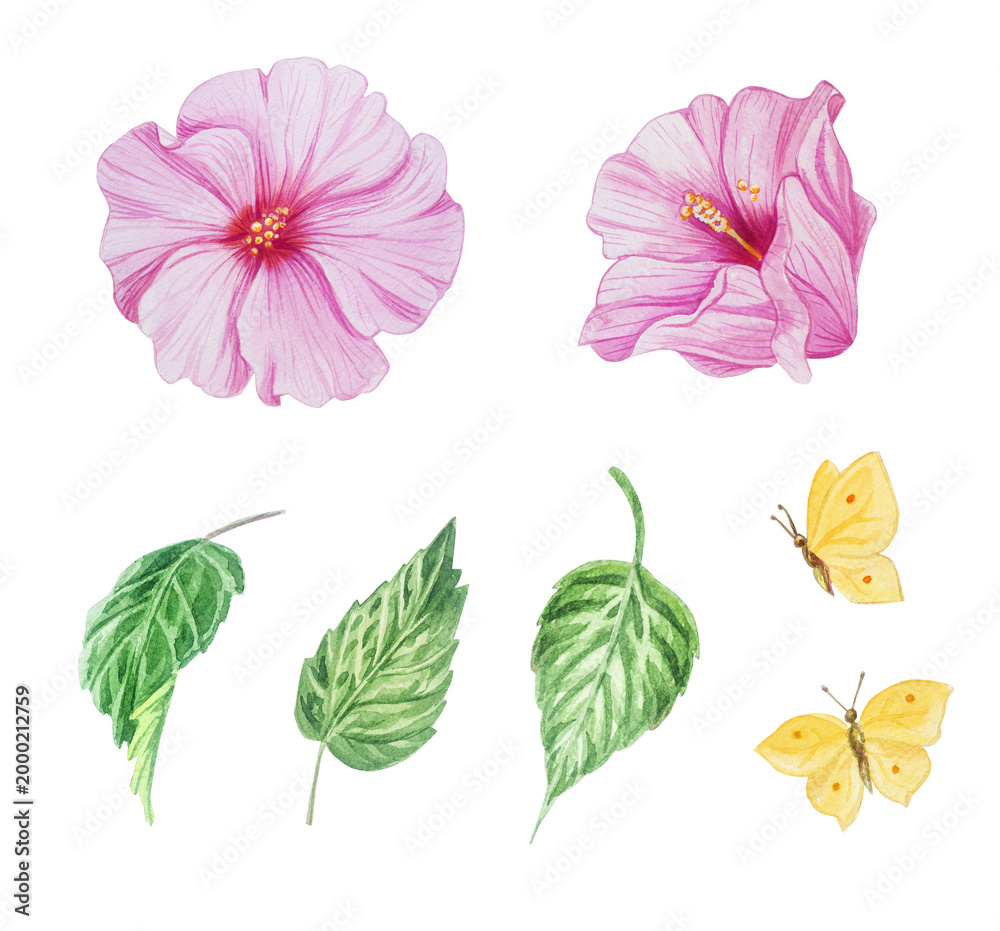 Fototapeta premium Pink hibiscus flowers, leaves and buds with butterflies watercolor isolated illustration set