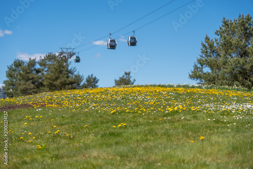 Cable cars glide over sunlit meadow bursting with yellow flowers. Green grass slopes gently beneath clear blue sky. Tall pine trees frame scenic landscape. Peaceful, serene vibe perfect for travel