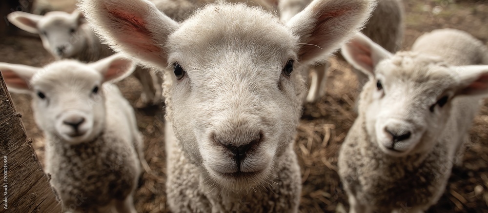 Obraz premium Cute White Lambs Close Up on Farm with Brown Soil and Natural Lighting