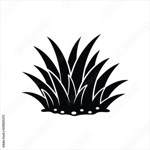 Tuft of grass with dew drops during spring isolated on white background