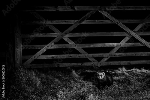 Fotografie A wild polecat/ ferret at a six bar gate