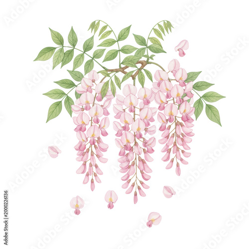 Detailed watercolor illustration of cascading pink wisteria clusters and green leaves on branches against a white background, elegant botanical spring atmosphere