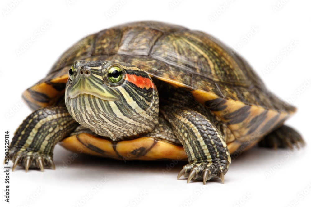 Obraz premium Close up of red eared turtle with smooth white backdrop