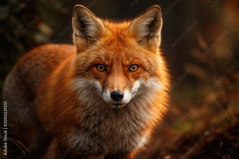 Fototapeta premium High resolution image of a red fox highlighting its bright fur and intense stare