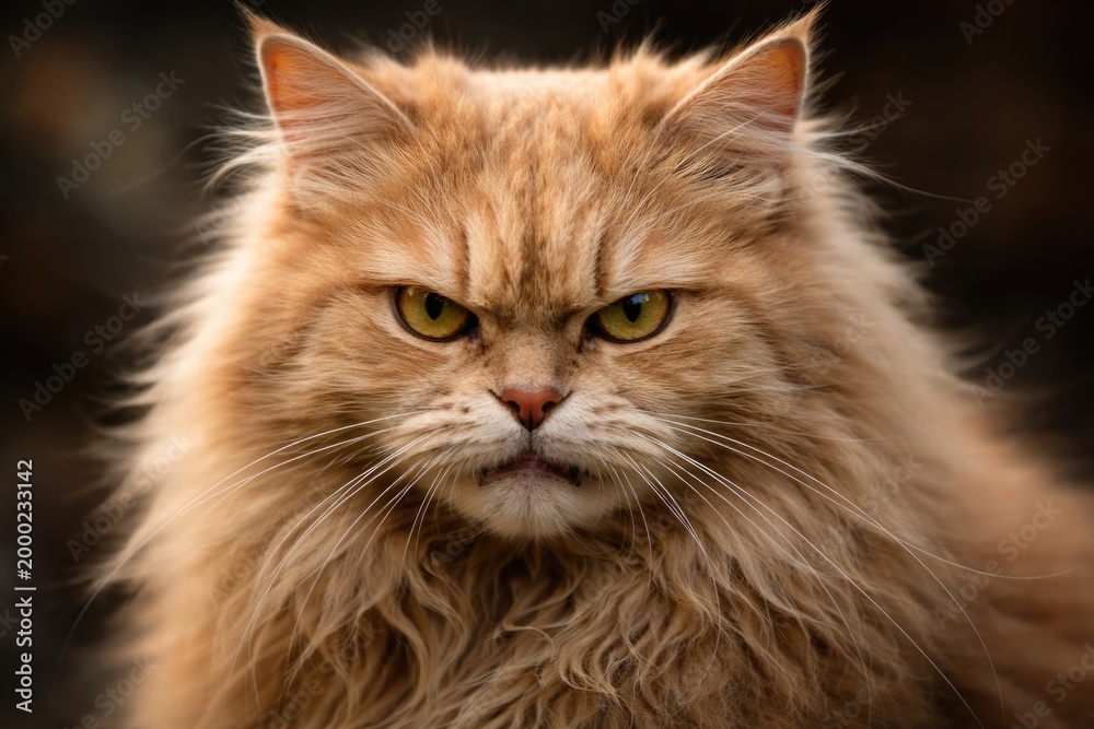 Fototapeta premium Close up front photograph of a long haired tan cat looking angry with blurred background