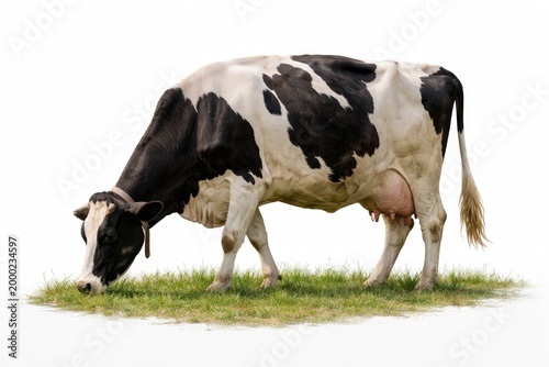 Full body image of a grazing cow on a bright white background